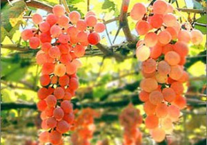 koshu druiven