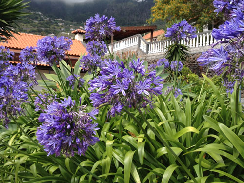 Agapanthus