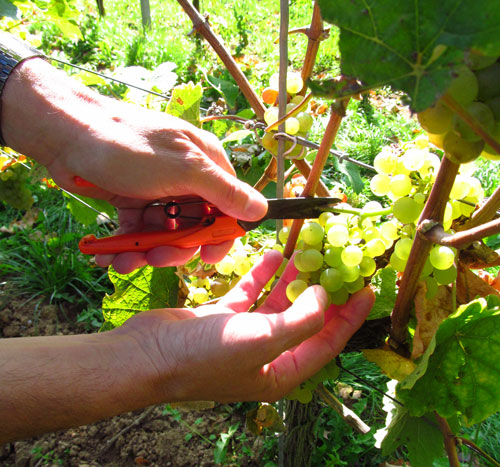 Rieslingdruiven oogsten, Weingut Gabel