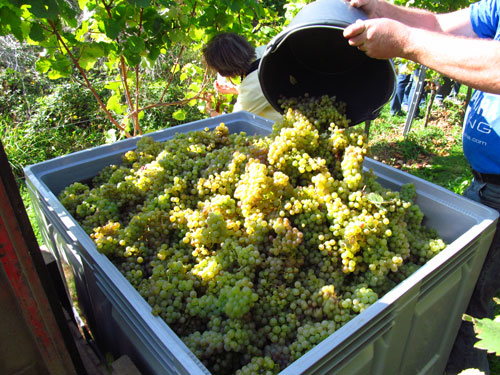 Gezonde Rieslingdruiven